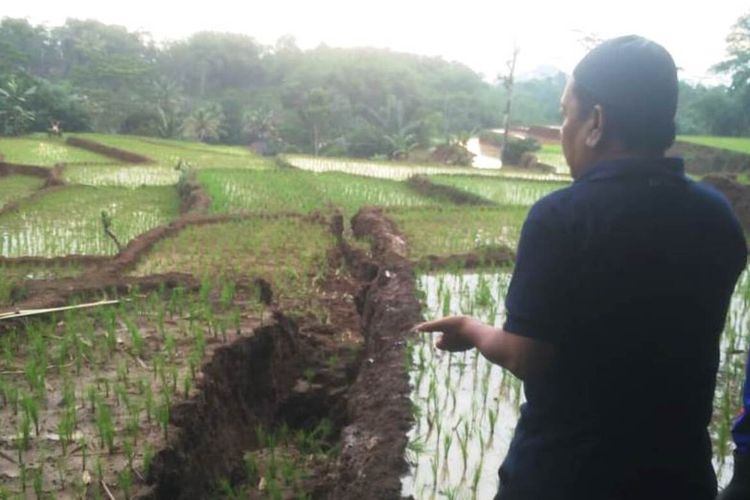 Seorang warga di Kabupandak, Kabupaten Cianjur, Jawa Barat memerlihatkan kondisi areal pesawahan yang terbelah akibat pergerakan tanah sepanjang 200 meter.