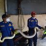 Ular Sanca 3,5 Meter Ditemukan Membelit Kusen Rumah Warga di Kramatjati