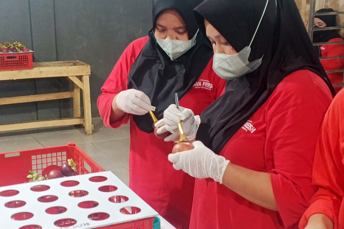 sedang melakukan coating buah manggis untuk pasar ekspor ke Jerman di rumah pengemasan (packing house) Java Fresh di Kabupaten Tasikmalaya, pada Rabu (8/4/2026). 