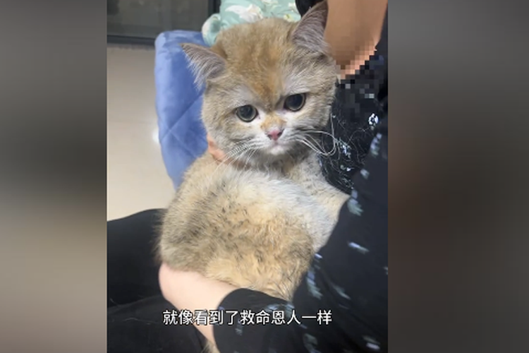 Penampakan Jingoudiao si kucing nakal setelah menyebabkan kebakaran di flat pemiliknya, di Sichuan, China