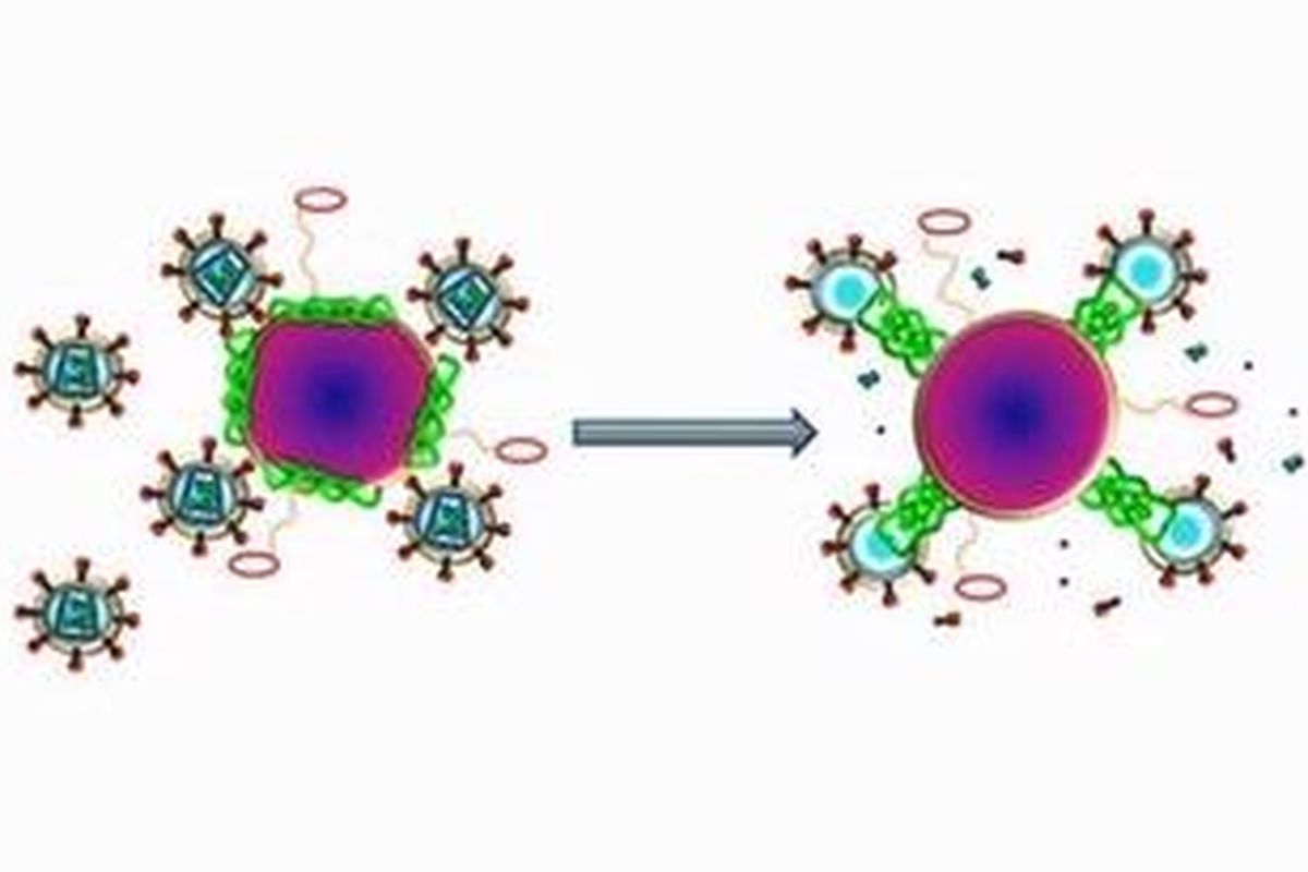 Ilustrasi cara racun lebah dan partikel nano membunuh HIV. Virus akan dilubangi dan "ditelanjangi". 