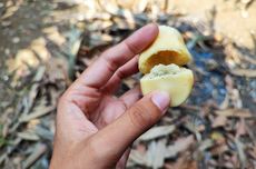 Apa Kandungan dalam Buah Salak? Ini Fakta Nutrisinya...