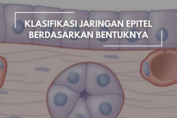 Klasifikasi Jaringan Epitel Berdasarkan Bentuknya