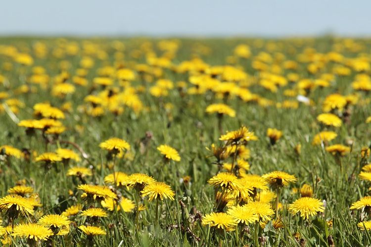 Ilustrasi bunga dandelion. 