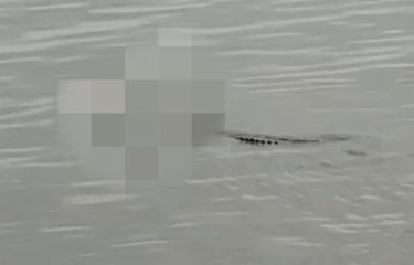 Seekor buaya membawa jasad korban balita yang tenggelam di Perairan Muara Jawa