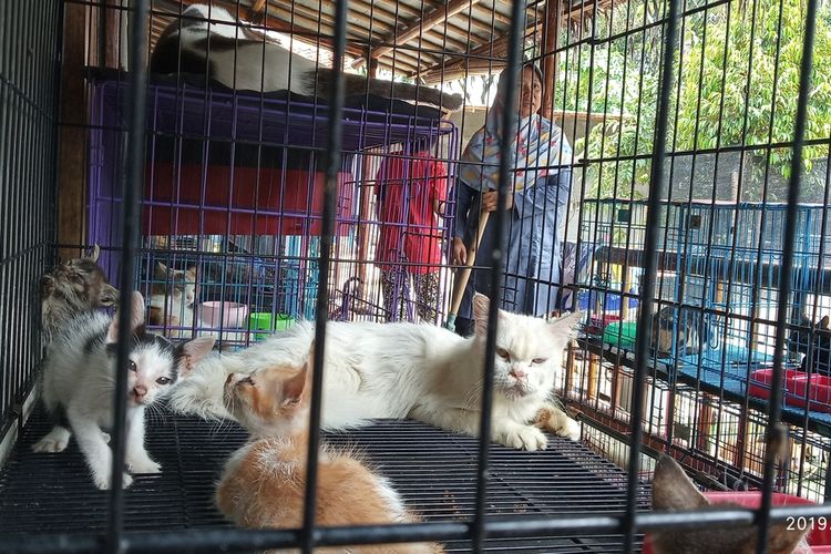 Dita Agusta, ibu dengan 250 kucing didatangi warga yang hendak menitipkan sejumlah kucing untuk dirawat di Rumah Kucing Parung, di Jalan Pasir Naga, Kelurahan Pabuaran, Kecamatan Kemang Parung, Kabupaten Bogor, Jawa Barat, Minggu (15/12/2019).