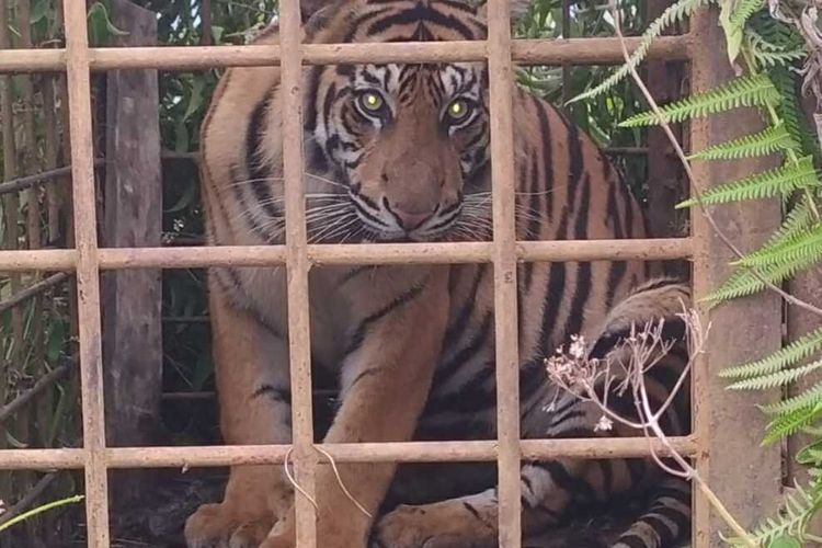 Dua ekor harimau sumatera masuk perangkap BKSDA di Solok, Sumatera Barat