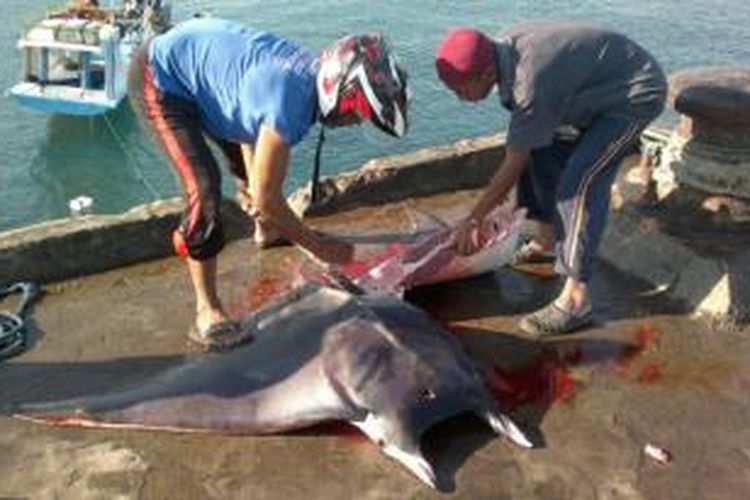 Pembantaian Ikan Pari Manta semakin marak di Pantai di sejumlah Pulau di perairan Laut Sawu, Nusa Tenggara Timur.