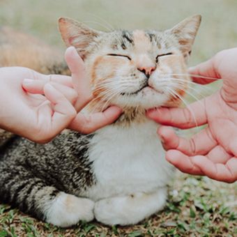 Kucing suka jika dagu dan lehernya dielus.