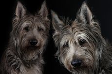 8 Ras Anjing Asal Perancis yang Menggemaskan