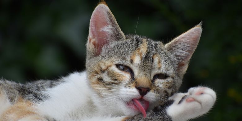 Ilustrasi <a href='https://pontianak.tribunnews.com/tag/kucing' title='kucing'>kucing</a> menjilati tubuhnya. 