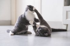 Cara Membedakan Kucing Sedang Berkelahi atau Hanya Bermain Satu Sama Lain