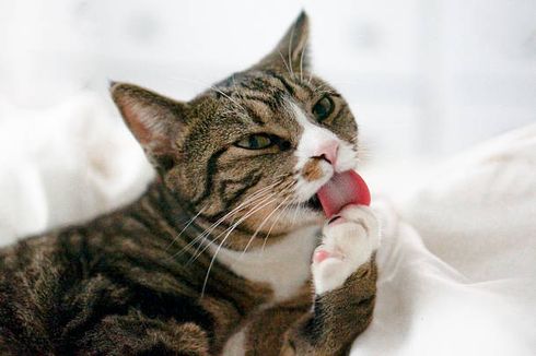Penyebab Kucing Menjilati Tubuhnya Berlebihan dan Cara Menghentikannya