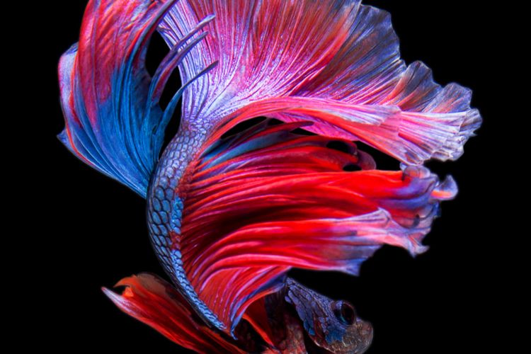 Ilustrasi ikan cupang. 