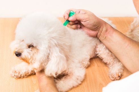 Cara Membersihkan Telinga Anjing Menurut Dokter Hewan