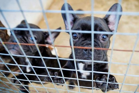 Ribuan Anak Anjing Diselundupkan ke Inggris untuk Kado Natal