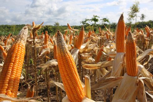 Pasokan Irigasi Lancar, Panen Jagung di Lampung Selatan Meningkat