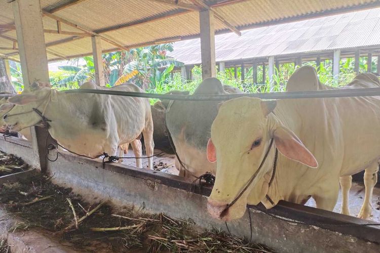 Sejumlah hewan Kurban yang sudah tiba di Batam. Sapi-sapi ini dinyatakan sehat dan tidak terjangkit kasus PMK