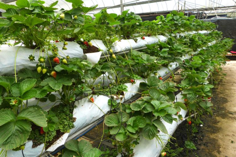 Ilustrasi strawberry hidroponik, menanam strawberry hidroponik.