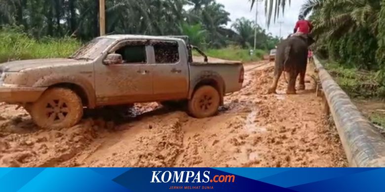 Dibalik Aksi Gajah Betina Puja Tarik Mobil Terperosok Lumpur di Riau, Mobil Ternyata Berisi Obat untuk Gajah Sakit