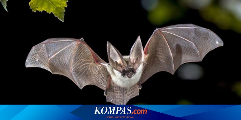 Tak Hanya Kelelawar Potensi Penyebaran Virus Corona Juga Ada Pada Tikus Halaman All Kompas Com