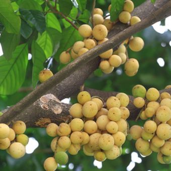 Pohon duku berbuah banyak