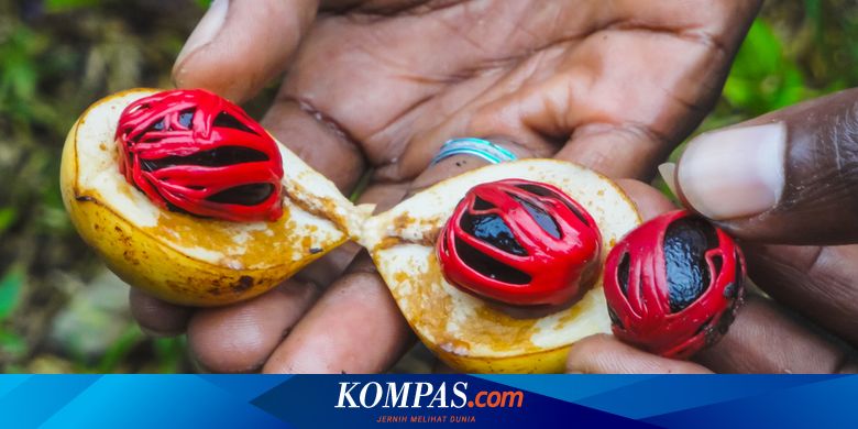 Sejarah Pala Rempah Dengan Kisah Penuh Darah Halaman All Kompas Com