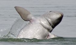 Pesut Mahakam Terancam Punah dan Tinggal 66 Ekor, KLH Siapkan Langkah Darurat