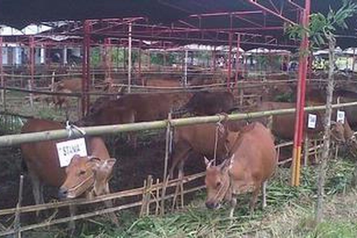 230 pedet hasil program Inseminasi Buatan (IB) Sexing di Banyumulek, Mataram, Nusa Tenggara Barat, dipanen pada Rabu (12/12/2012).