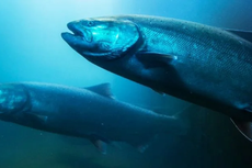 Serba-serbi Hewan: Salmon Mampu Temukan Tempat yang Sama untuk Bertelur