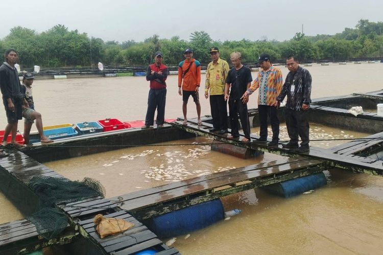Jutaan Ikan Keramba di Sungai Mempawah Kalbar Mati Mendadak, Diduga Perubahan Kualitas Air 