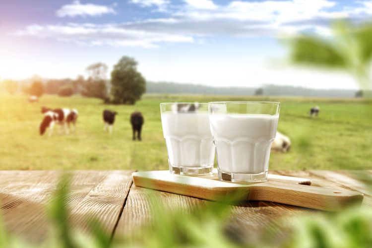 Ilustrasi susu mentah. Susu mentah memiliki sejumlah bahaya karena terkontaminasi oleh bakteri.