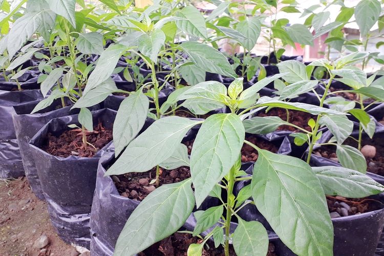 Ilustrasi tanaman cabai di polybag, menanam cabai di polybag. 