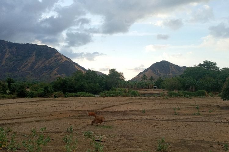 Foto: Lahan sawah di Desa Done, Kecamatan Magepanda, Kabupaten Sikka, NTT, terbengkalai karena ketiadaan pasokan air.