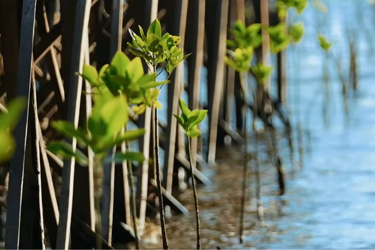 Praktik baik pemulihan lingkungan pesisir oleh PT Vale Indonesia Tbk dengan merestorasi mangrove.