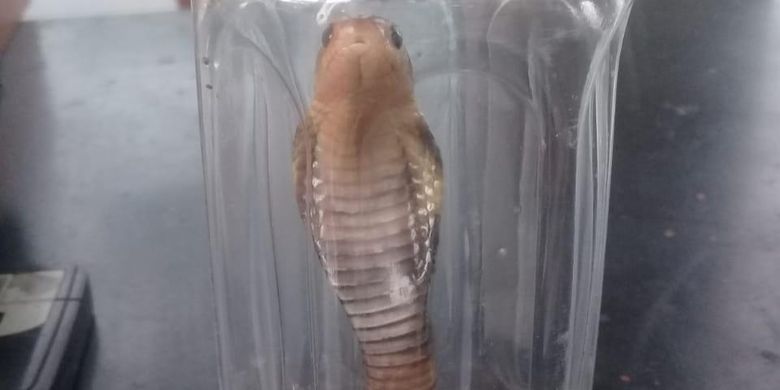 Jika Temukan Ular Warga Disarankan Tidak Menangkapnya