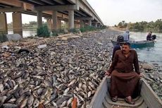 Ribuan Ikan Mas Mati Misterius di Sungai Eufrat di Irak