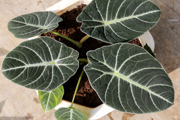 Ilustrasi tanaman hias Alocasia reginula ?Black Velvet.