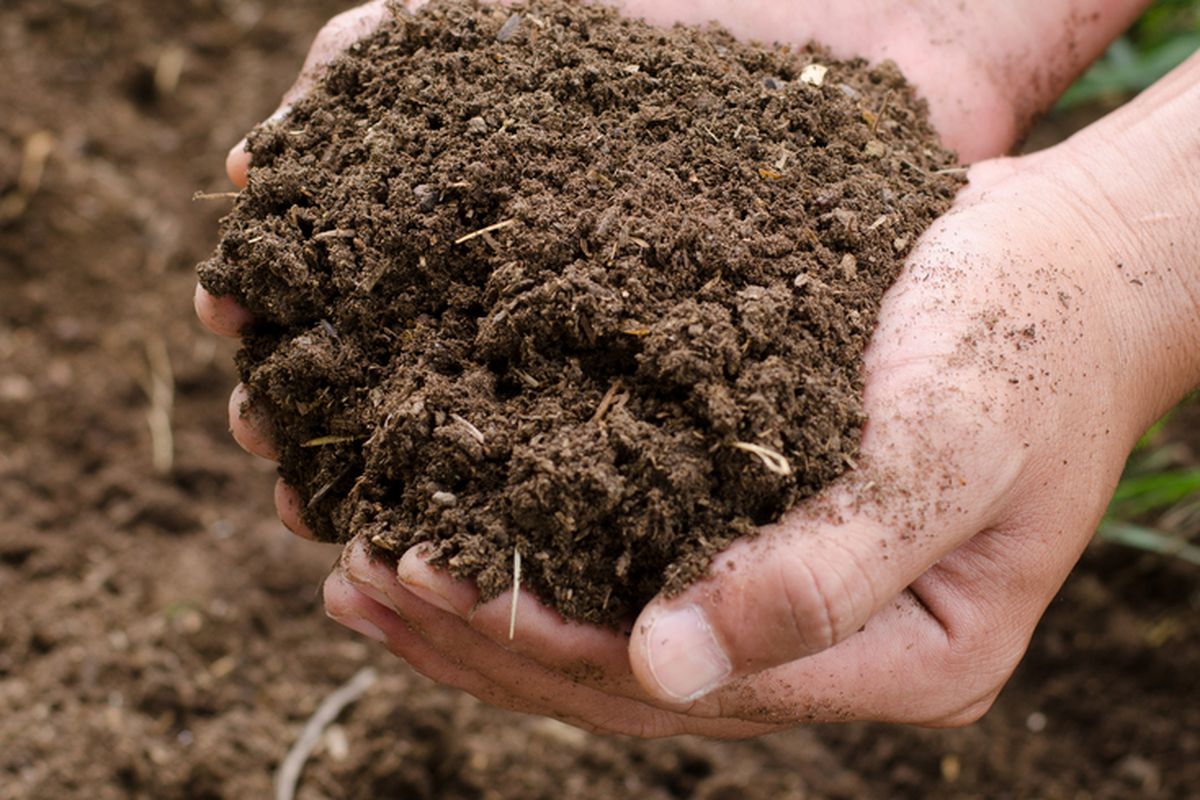 Ilustrasi pupuk kandang.