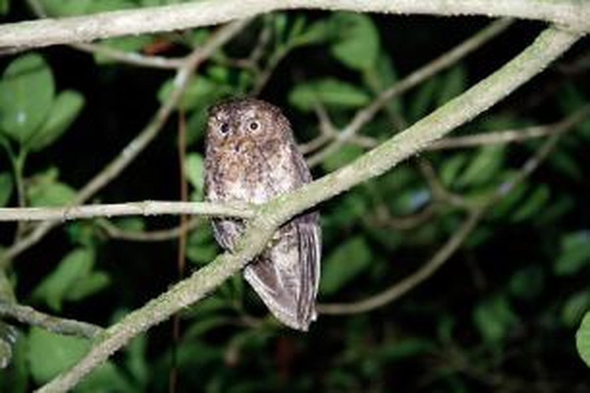 Burung Celepuk Sulawesi atau Manguni (Otus manadensis) yang bisa dijumpai di kawasan wisata Mahawu, Kota Tomohon, Sulawesi Utara