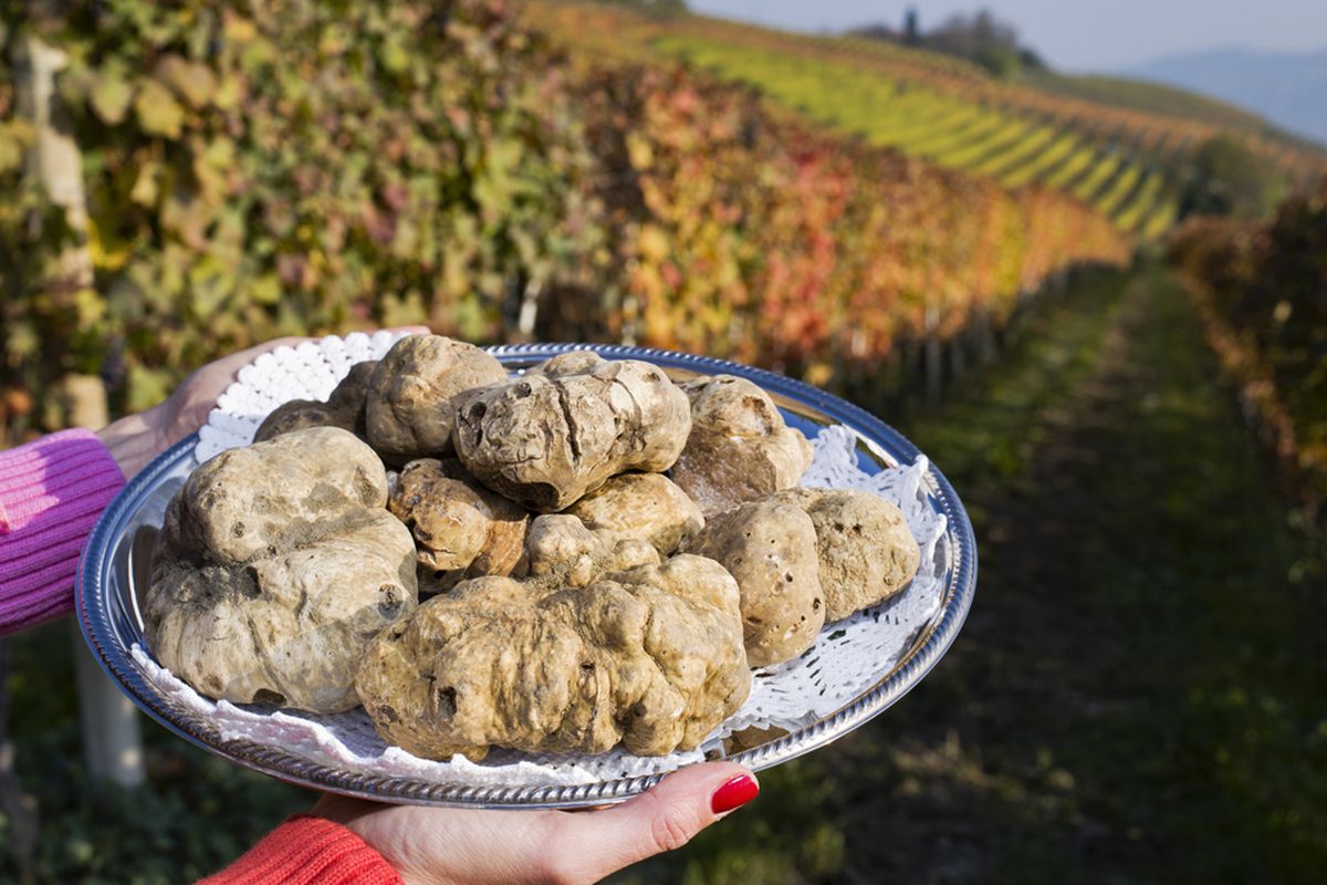 White truffle dari Piedmont, Italia. 