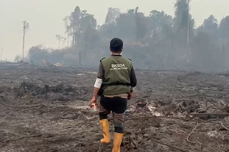 BKSDA Cari Orangutan di Kobar yang Berkeliaran di Jalan, Habitat Diduga Terdampak Karhutla