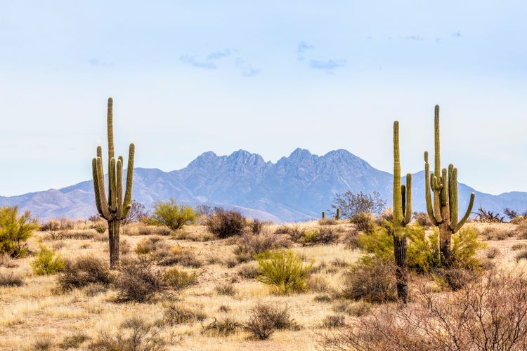 Ilustrasi kaktus saguaro atau Carnegiea gigantea