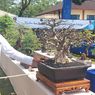 Kisah Boni Petani Bonsai, Jenis Anting Putri Miliknya Ditawar Rp 95 Juta