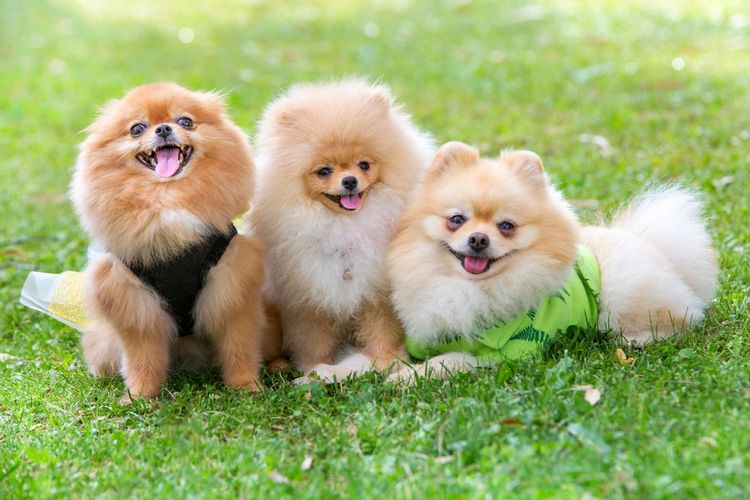 Ilustrasi anjing Pomeranian bermain di taman.