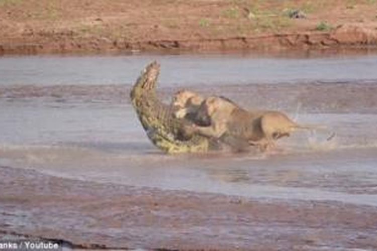 Seorang wisatawan berhasil mengabadikan sebuah kejadian langka saat sekelompok singa mengeroyok seekor buaya demi memperebutkan bangkai gajah.