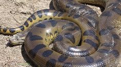 Mengenal Anakonda, Spesies Ular Raksasa