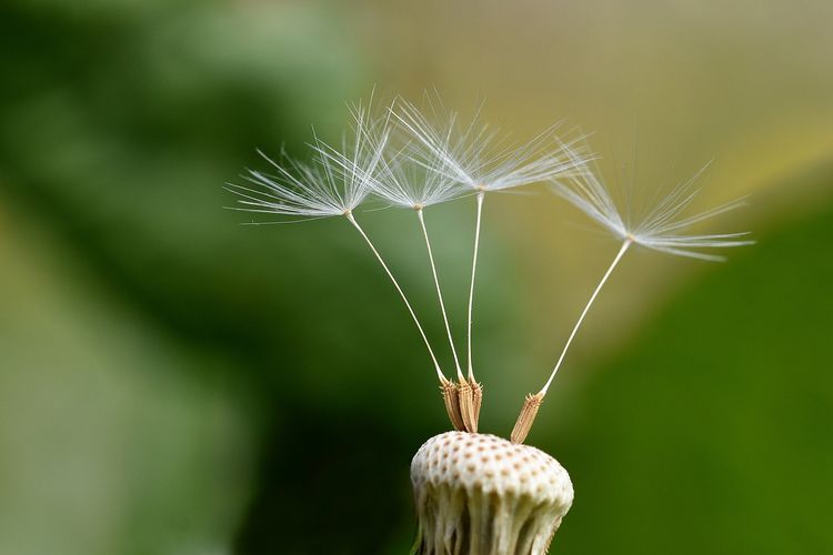 Dandelion yang menyebarkan bijinya dengan bantuan angin.