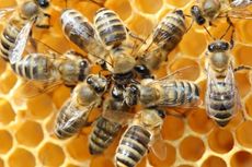 Pria AS Tewas Setelah Disengat 800.000 Ekor Lebah
