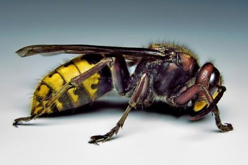 42 Warga China Tewas akibat Sengatan Lebah